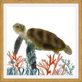 Cuadro Tortuga marina