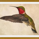 Cuadro Colibrí Rojo Acuarela