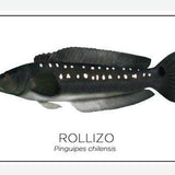 Cuadro Colección Especies de Peces Chilenos: Rollizo