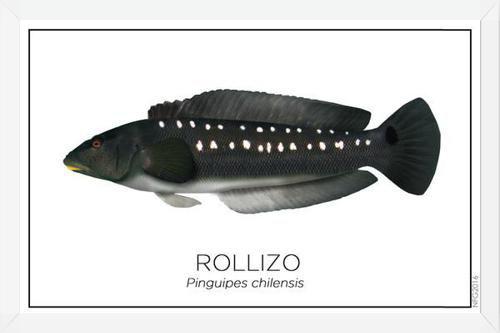 Cuadro Colección Especies de Peces Chilenos: Rollizo