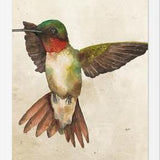 Enmarcado Colibrí Acuarela