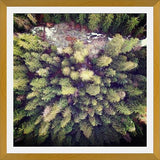 Cuadro Aerial Wilderness