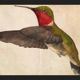 Cuadro Colibrí Rojo Acuarela