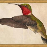 Cuadro Colibrí Rojo Acuarela