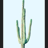 Cuadro Loner Cactus