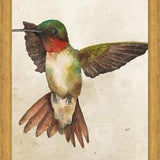 Enmarcado Colibrí Acuarela