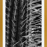 Cuadro Cactus