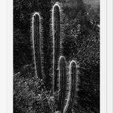 Cuadro Cactus Paisaje