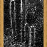Cuadro Cactus Paisaje