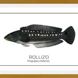 Cuadro Colección Especies de Peces Chilenos: Rollizo