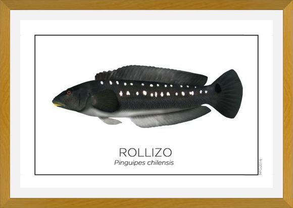 Cuadro Colección Especies de Peces Chilenos: Rollizo