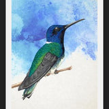 Enmarcado Colibrí azul