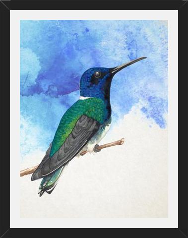 Enmarcado Colibrí azul