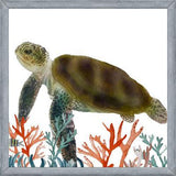 Cuadro Tortuga marina