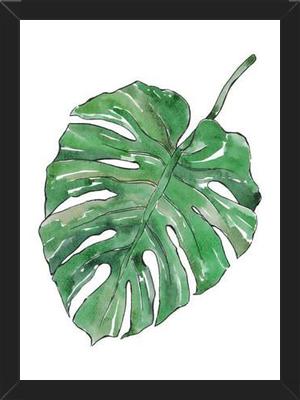 Cuadro Monstera Deliciosa