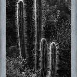 Cuadro Cactus Paisaje
