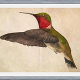 Cuadro Colibrí Rojo Acuarela