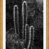 Cuadro Cactus Paisaje