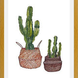 Cuadro Cactus