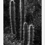 Cuadro Cactus Paisaje