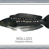 Cuadro Colección Especies de Peces Chilenos: Rollizo