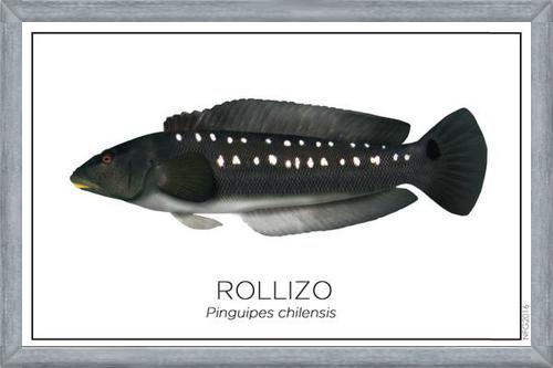 Cuadro Colección Especies de Peces Chilenos: Rollizo