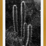 Cuadro Cactus Paisaje