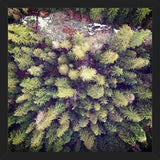 Cuadro Aerial Wilderness