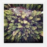 Cuadro Aerial Wilderness