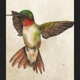 Enmarcado Colibrí Acuarela