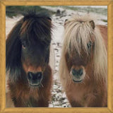 Cuadro Mini Horses in the Snow