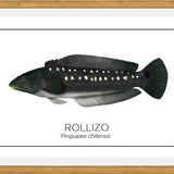 Cuadro Colección Especies de Peces Chilenos: Rollizo