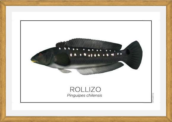 Cuadro Colección Especies de Peces Chilenos: Rollizo