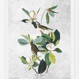 Cuadro Botanical print
