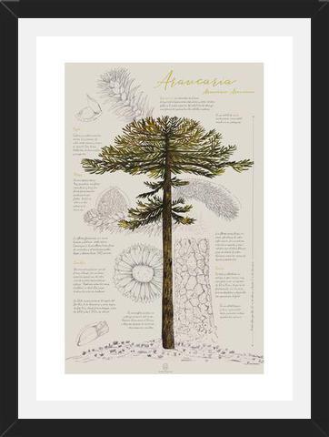 Cuadro Infografía Araucaria