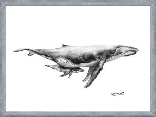 Cuadro Ballenas Jorobadas