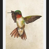 Enmarcado Colibrí Acuarela