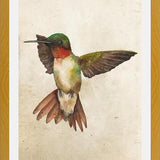 Enmarcado Colibrí Acuarela