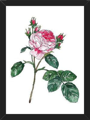 Cuadro Rosa I