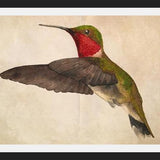 Cuadro Colibrí Rojo Acuarela