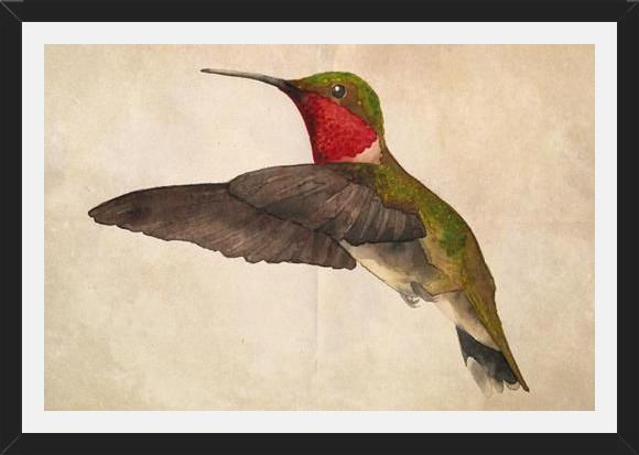 Cuadro Colibrí Rojo Acuarela