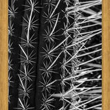 Cuadro Cactus
