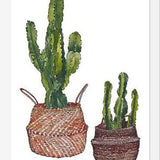 Cuadro Cactus