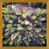 Cuadro Aerial Wilderness