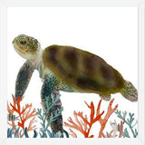 Cuadro Tortuga marina