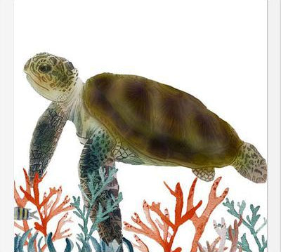 Cuadro Tortuga marina