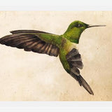 Cuadro Colibrí Verde Acuarela