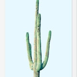Cuadro Loner Cactus