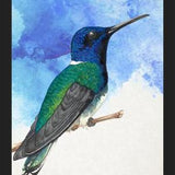 Enmarcado Colibrí azul