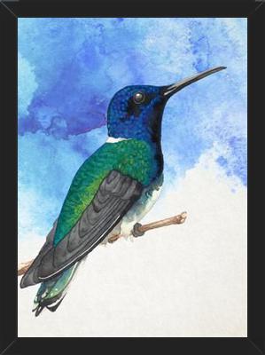 Enmarcado Colibrí azul